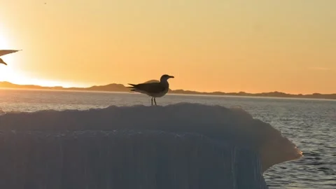 Gull Landing on Iceberg Backlit by Sunset Near Nuuk Greenland Stock Footage 345520917