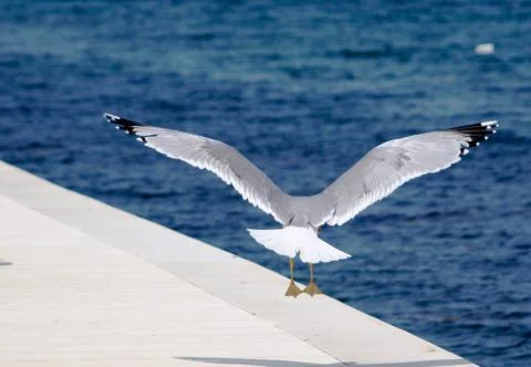 Gull landing Stock Photos