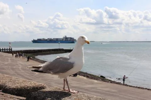 Gull  (Larus argentatus) 스톡 사진
