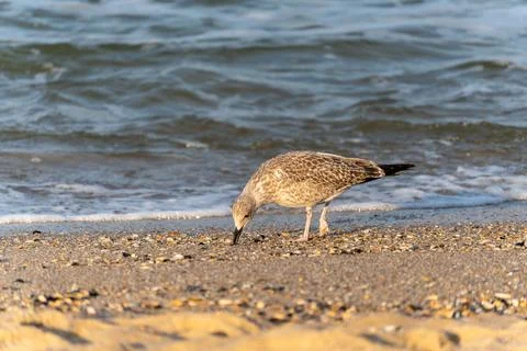 The gull Larus bends down to peck at something in the sand. Stock Photos