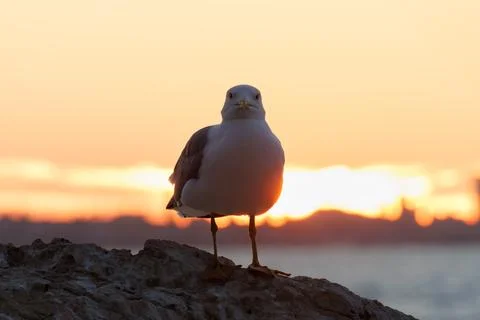 Gull Larus michahellis looking at camera with sunset background Stockfoto's