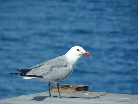 Gull Larus michahellis  resting on a cargo container Stock Photos