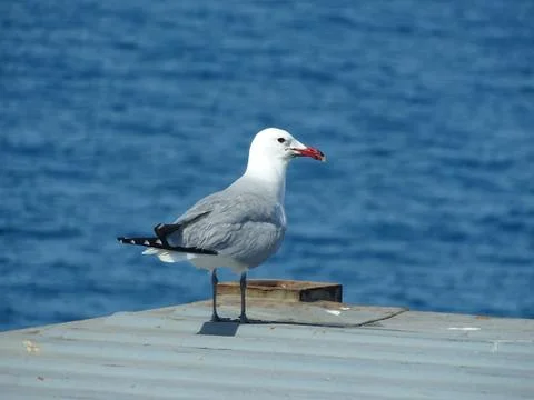 Gull Larus michahellis  resting on a cargo container Stock Photos