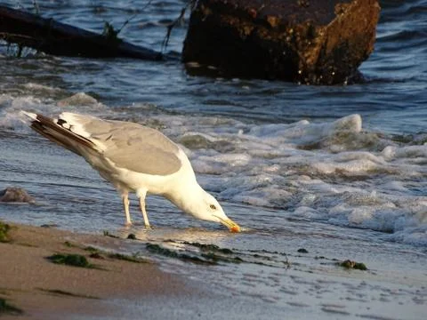 Gull Larus michahellis standing on the sandy surf line looking for the prey Stock Photos