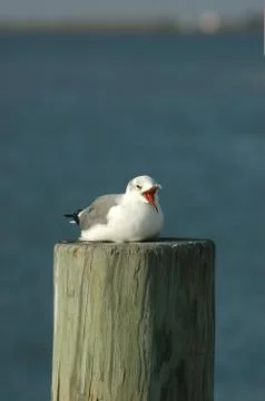 The Gull That Laughs Last Stock-Fotos