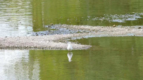 A gull on the Loire River in Tours. Stock-Footage 94953572