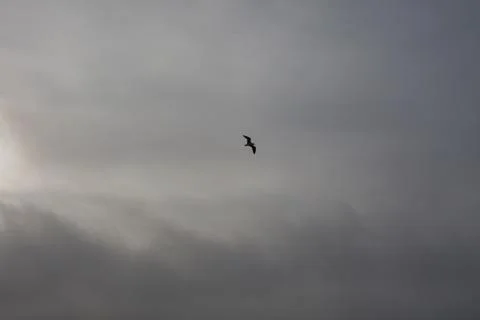 Gull in Midflight Foto stock