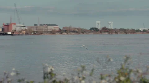 Gull on the Mississippi river Video stock 162590610