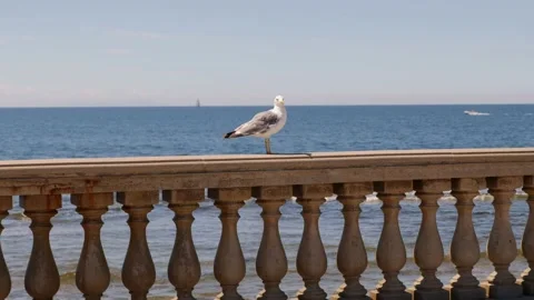 Gull Moving Along White Columns Parapet in Summer Time Vidéo 136533266