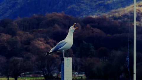 Gull noisy cawing on post Stock Footage 104753348