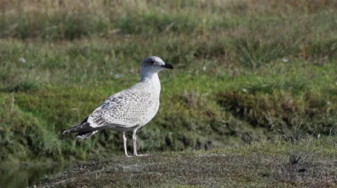 Gull at the north sea Video stock 43998108