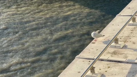 Gull Northsea Stock Footage 229974639