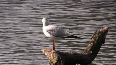 Gull on an old tree in a pond Stock Footage 36978248