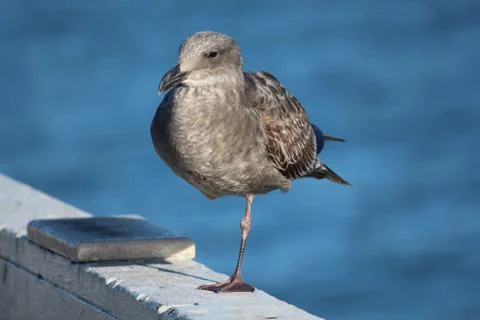 Gull with One Leg Stock Photos