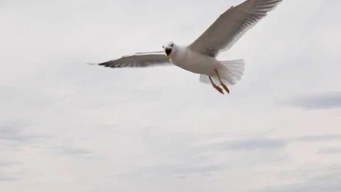 The gull opens its beak and catches food in the air Stock Footage 123371177