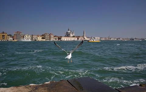 A Gull or seagull while taking a flight, it belongs to seabirds of the family Stock Photos