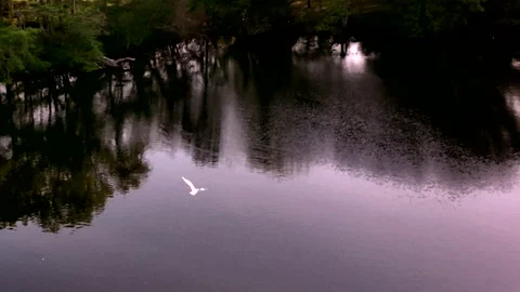 GULL OVER LAKE Stock Footage 198429036