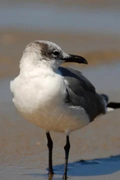 That Gull Over There Stock Photos