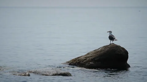 Gull Perched on Boulder in Sea Stock Footage 37841300