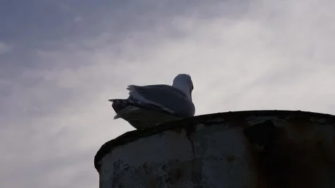 Gull Perched on Metal Post Stock Footage 305956938