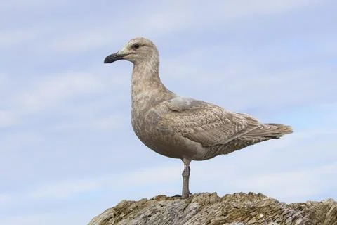 Gull perched on old log. Stock Photos