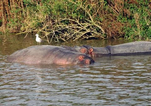 Gull perched on one of a pair of walllowing hippos Stock Photos