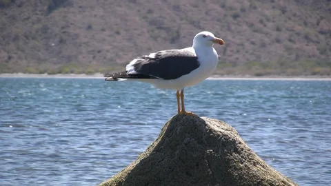 Gull Perched on Rock Stock Footage 106722268