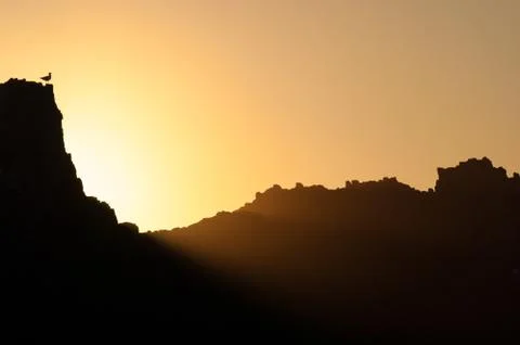 Gull perched on a rock at sunset with light rays. Oregon. USA. Stock Photos