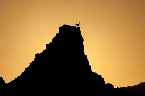 Gull perched on a rock at sunset. Stock Photos