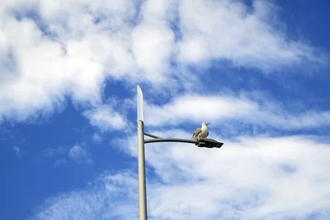A Gull Perching on a Lamppost Stock Photos
