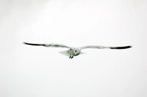 Gull Stock Photos