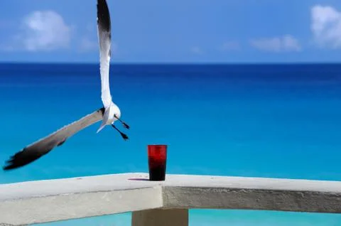 Gull Stock Photos
