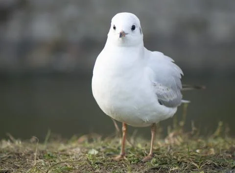 Gull Stock Photos