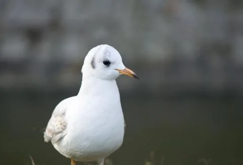 Gull Foto stock