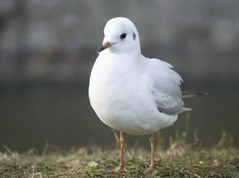 Gull Stock Photos