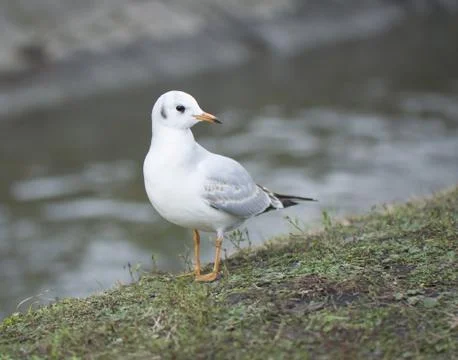 Gull Stock Photos
