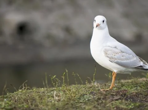 Gull Stock Photos