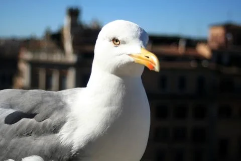 Gull Stock Photos