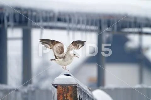 Gull Stock Photos