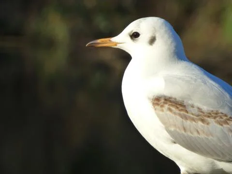 Gull Stock Photos