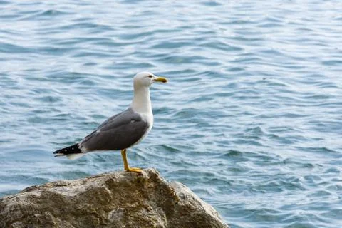 Gull Stock Photos