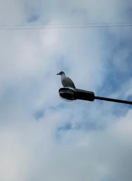 Gull Stock Photos
