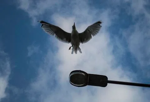 Gull Stock Photos