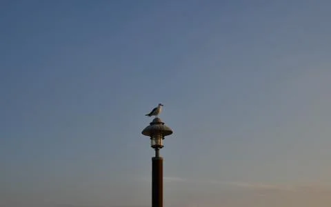 Gull Stock Photos