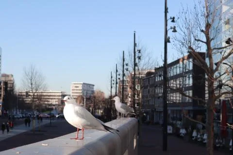 Gull Stock Photos