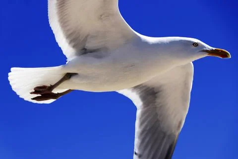 Gull Foto stock