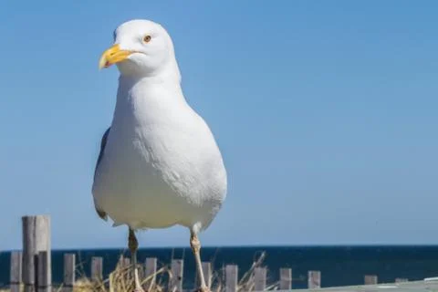 Gull Stock Photos