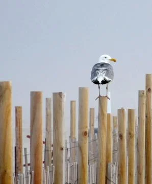 Gull Foto stock