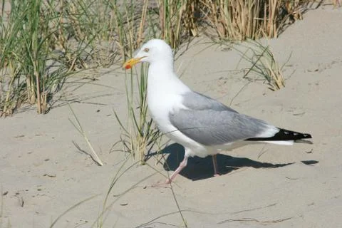 Gull Stock Photos