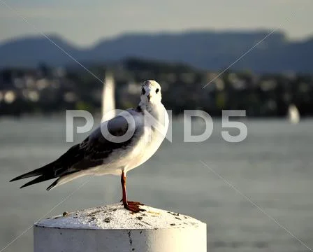 Gull pier lake Zurich (Europe). Stock Photos